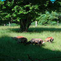 Grazing
